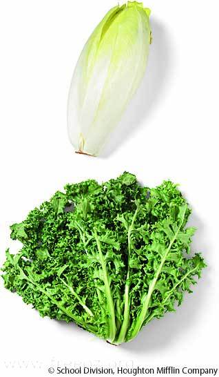 endive