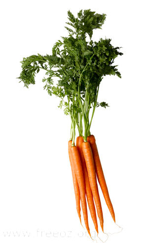 dutch carrot