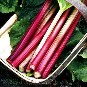 rhubarb