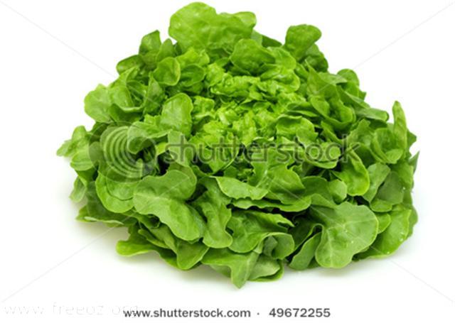 green oak leaf lettuce