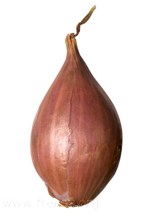 Shallot onion