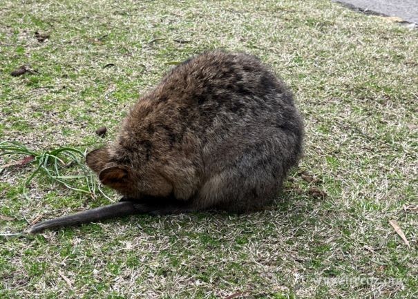 󵺵Ķβ(Quokka)-