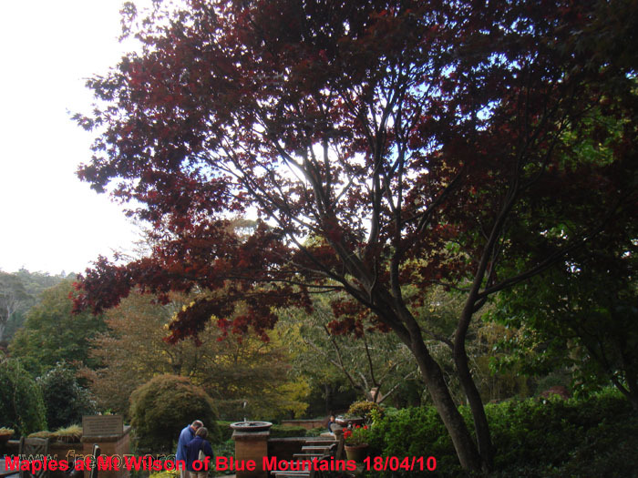 Maples of Mt Wilson of Blue Mtn 18_04_10a.JPG