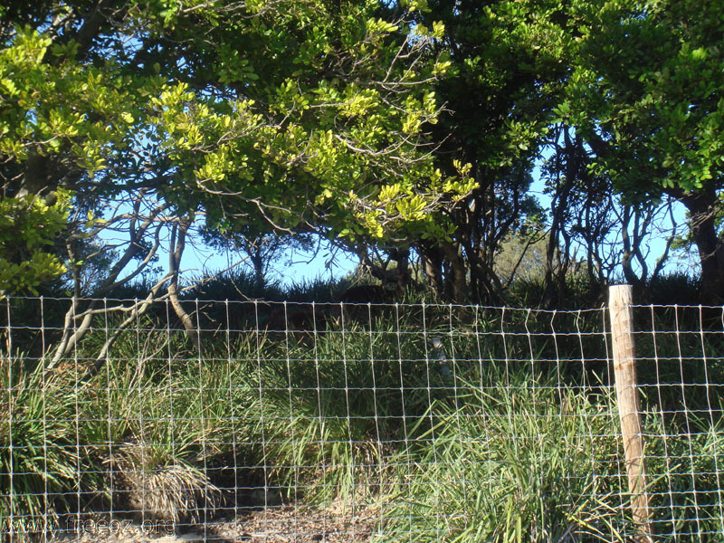 Deer along the coast of Royal NP h.JPG