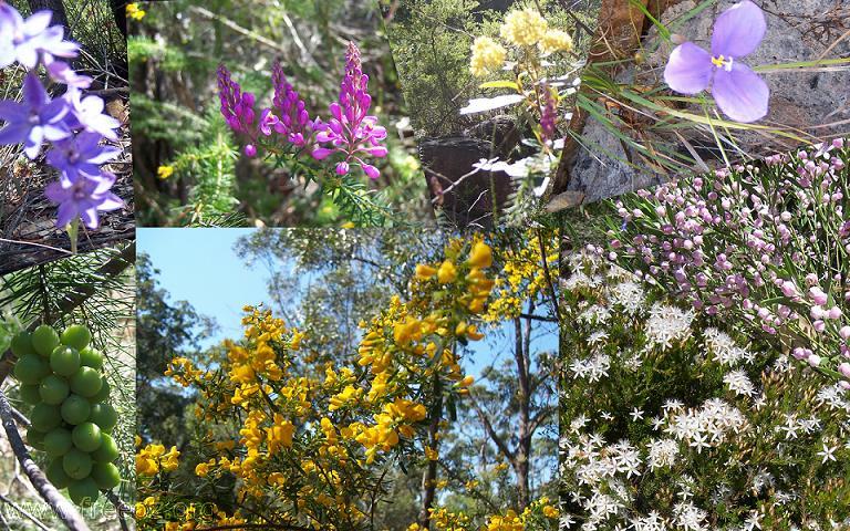 Wild Flower WalkôûҰ